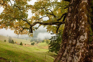 old sycamore tree in autumn