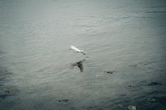 Great egret flying over water creating ripples
