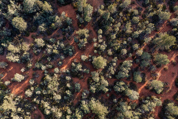 Above looking down on trees and red earth
