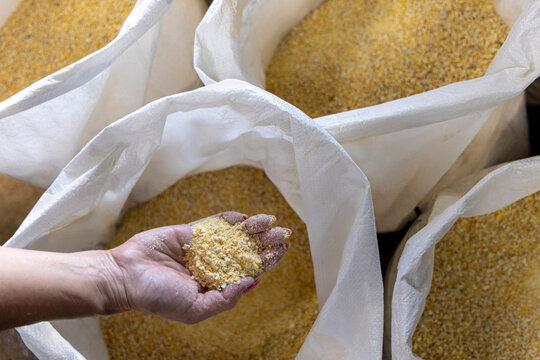 Hand holding crushed corn over bags for distilling