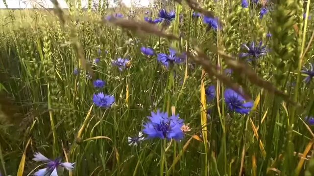 Blue Cornflowers Blooming in a Green Field on a Sunny Day