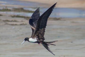 Albatross in flight