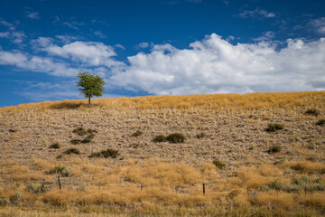 Minimalist Tree in Barren Grass Landscape