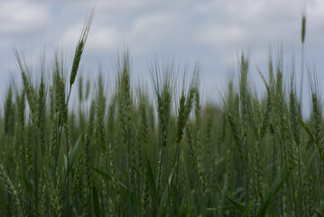 Green Wheat with a blue sky with clouds