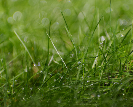 rain drops on blades of green grass