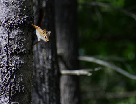 Red squirrel hanging from a tree