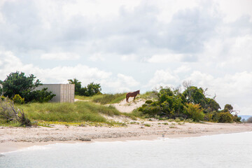 Wild horse on the sandy beach of Shackleford Banks, North Caroli