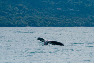 Obraz premium Humpback whale tail above the water, Marino Ballena National Park