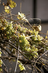Fototapeta premium Green Grapes Cluster on Dry Autumn Vines in Golden Sunlight
