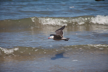 seagull on the beach