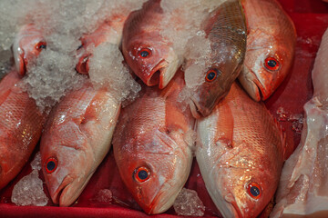 fresh fish on ice