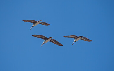 birds in flight