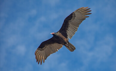 Vulture flying