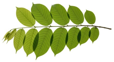 Fototapeta premium Green Leaf Branch Against White Background, Plant, Nature, Foliage