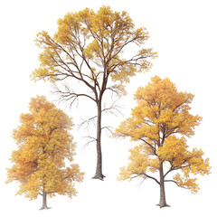 Quercus phellos tree plan, top view, cutout, transparent background, isolate, Three vibrant autumn trees with golden yellow foliage viewed from directly above