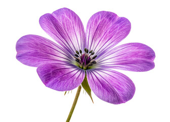 Purple wildflower with delicate veined petals isolated on white