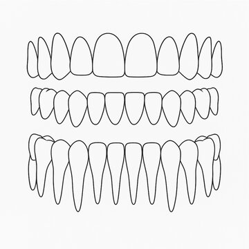 This is a line-art diagram illustrating the human dentition in three horizontal rows, simplifying the dental arches. The top row shows the crowns of the upper teeth, the middle row shows the crowns 