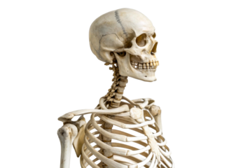 Anatomical human skeleton torso and skull side view