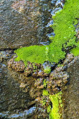 Bryum argenteum attached to the wall with fresh green moss, The mosses (probably Bryum sp.) grow on the edge of the coastal road wall dry, Closeup of moss on tree trunk - Pohlia or bryum moss