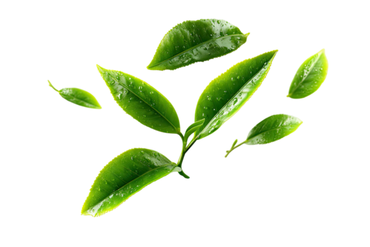 Fresh green tea leaves with water droplets on transparent background