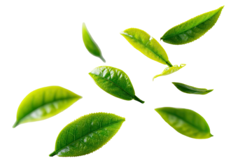 Floating green tea leaves with water droplets on transparent background