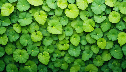 Dense Cluster of Round Green Leaves with Radiating Veins in Natural Pattern