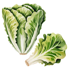 Fresh green lettuce watercolor for healthy food designs