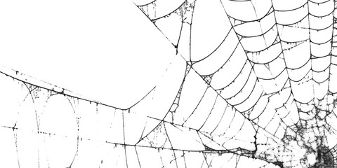 Spiderweb with intricate patterns in close up view