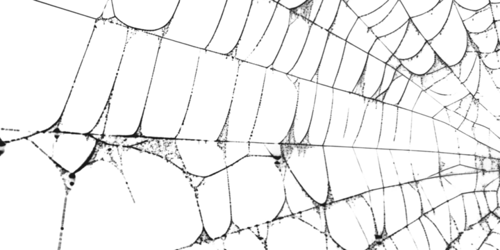 Spiderweb with intricate patterns in close up view