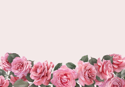 Floral banner, header with copy space. Pink roses isolated on light pastel background. Natural flowers wallpaper or greeting card.