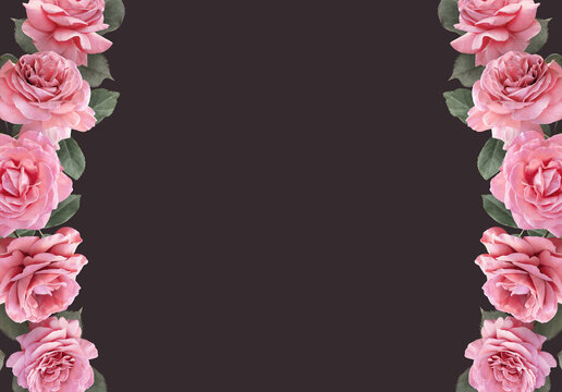 Floral banner, header with copy space. Pink roses isolated on dark background. Natural flowers wallpaper or greeting card.