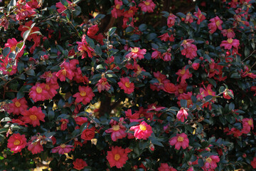 山茶花