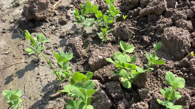 Exploring lush green pea plants thriving in a sunny field during early morning hours