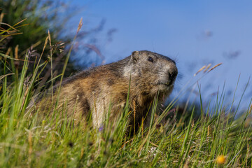 Alpenmurmeltier (Marmota marmota)