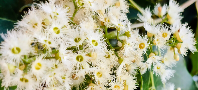 A close-up of Eucalyptus deglupta flowers in bloom. Known as the Rainbow Eucalyptus, it is a tall tree species with colorful bark created by the gradual peeling of the bark. Bees on a Leda tree.