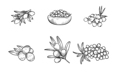 Fototapeta premium Hand-Drawn Black and White Illustrations of Sea Buckthorn Berries and Branches