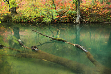 A peaceful forest pond with turquoise water reflecting golden and red autumn leaves, featuring a fallen tree trunk partly submerged in the calm surface