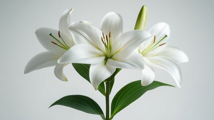 Fototapeta premium Three white lilies on a stem against a plain background