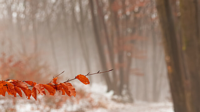 Winterwald