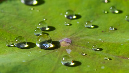 Tropfen auf Lotusblatt