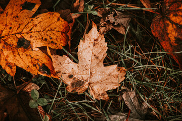 Herbstwiese