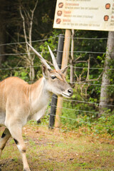 Common eland (Taurotragus oryx) walking and grazing in zoo enclosure. Large antelope species with spiral horns and tan coat, standing on green grass.