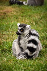 Obraz premium Ring-tailed lemur (Lemur catta) sitting and walking on green grass in a natural outdoor enclosure. Curious primate with long striped tail showing typical behavior and posture.