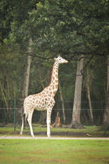 Giraffes walking in a green zoo enclosure surrounded by trees. Elegant wild animals with long necks and distinctive patterns moving gracefully through their habitat.
