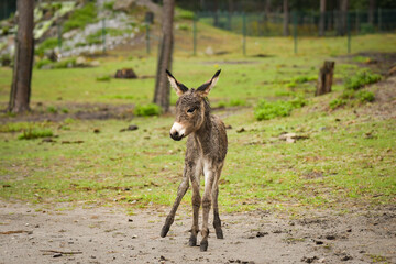 Newborn donkey foal walking on grass slope, still with wet fur.