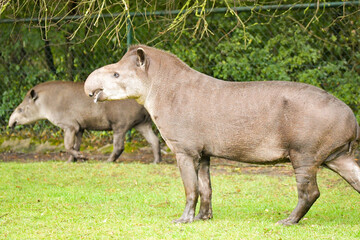 South American tapir reaching up to tree branches, side profile.	