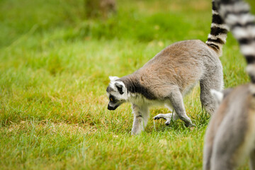Obraz premium Ring-tailed lemur (Lemur catta) sitting and walking on green grass in a natural outdoor enclosure. Curious primate with long striped tail showing typical behavior and posture.
