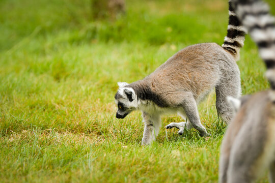 Ring-tailed lemur (Lemur catta) sitting and walking on green grass in a natural outdoor enclosure. Curious primate with long striped tail showing typical behavior and posture. - Powered by Adobe