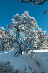 L' hiver en montagne , pin crochet enneigé , massif de la Chartreuse , Aulp du Seuil , Col de Marcieu , Isère , France