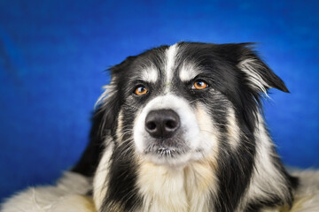Calm Border Collie Posing Against Blue Background. A well-groomed black and white Border Collie is lying on a soft white faux fur blanket, placed over a crumpled white sheet. The dog gazes calmly
